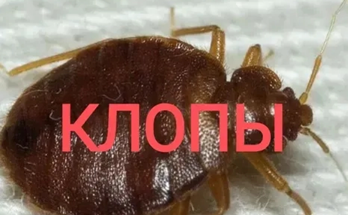 Уничтожение Травля Клопов Блох Тараканов / Уничтожить Травить Вывести Уничтожение Травля Клопов Блох Тараканов / Уничтожить Травить Вывести