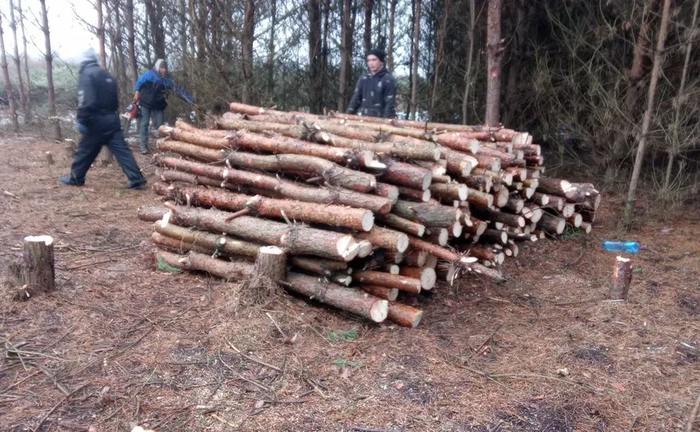 Свіжопилені соснові дрова ,щепа тріска мульча Свіжопилені соснові дрова ,щепа тріска мульча