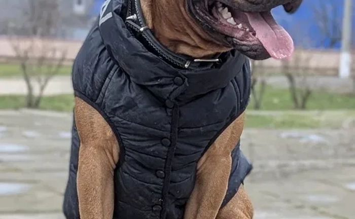 В'язка Пітбуль кабель