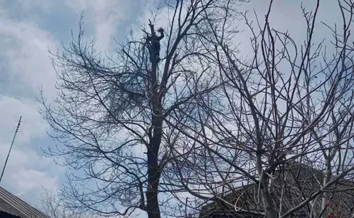 Спил та обрізання аварійних дерев методом альпінізму. Спил та обрізання аварійних дерев методом альпінізму.