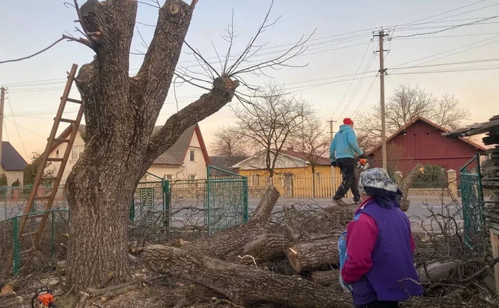 Чистка саду, обрізка дерев, чагарників.