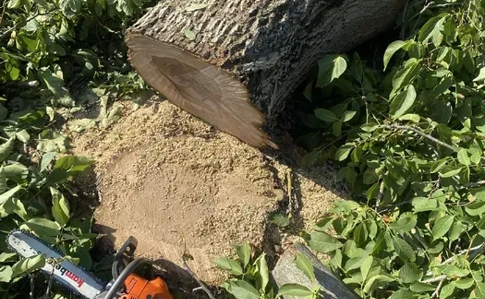 Професійне видалення дерев - швидко, безпечно, надійно! Професійне видалення дерев - швидко, безпечно, надійно!