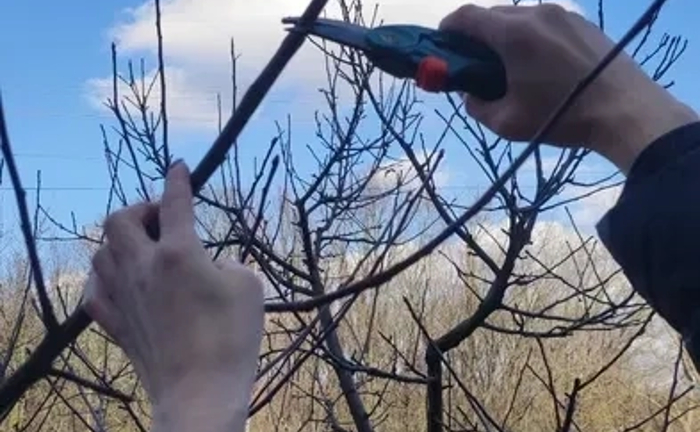 Професійна обрізка дерев: закладіть фундамент великого врожаю! Професійна обрізка дерев: закладіть фундамент великого врожаю!