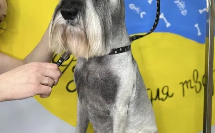 Послуги грумінгу в студії. Грумер. Борщагівка. По всіх питаннях телефонуйте!