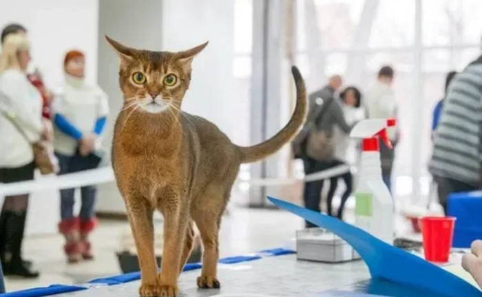 Феліног (фелинолог) котячий зоопсихолог. Кореція поведінки вашої тваринки.