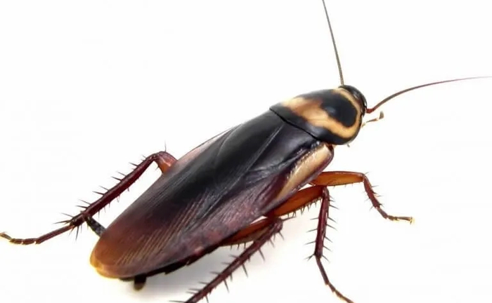 Дезінсекція (знищення комах) Прибирання 3-кімнатної квартири