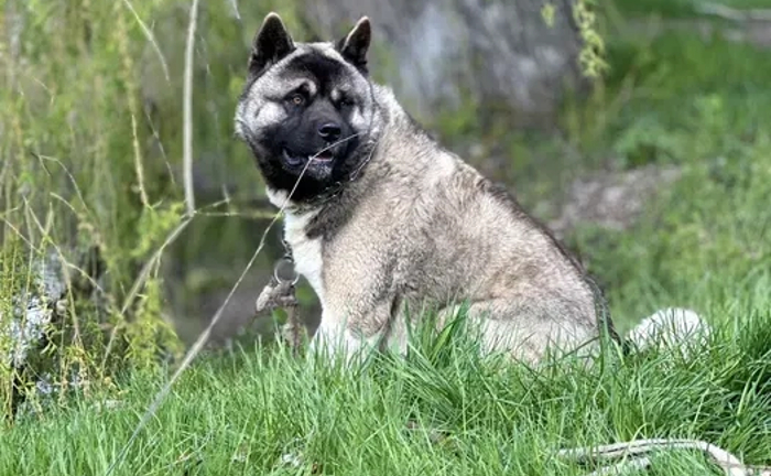 Акіта американська в'язка Акіта американська в'язка