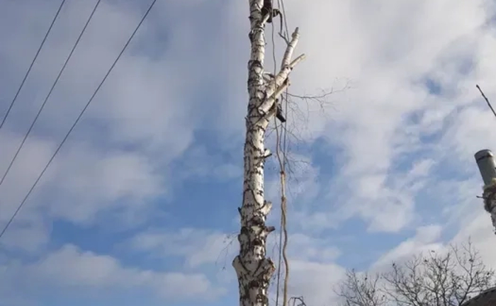Спил дерев, безпечний спуск частинами. Пісочин.