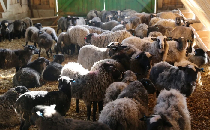 Продажа готового бизнеса под ключ овцы Продажа готового бизнеса под ключ овцы