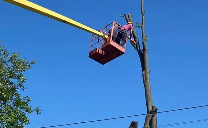 Спилювання дерев.Зрізання аварійних дерев.Корчування пеньків. Спилювання дерев.Зрізання аварійних дерев.Корчування пеньків.