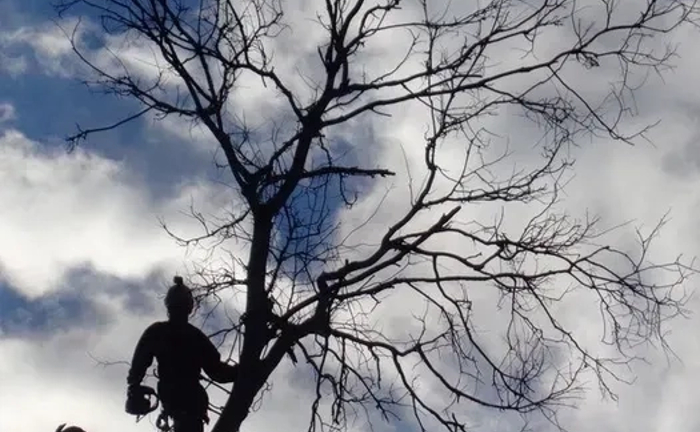 Спил деревьев, выкорчовка пней, покос травы,уборка участков Спил деревьев, выкорчовка пней, покос травы,уборка участков