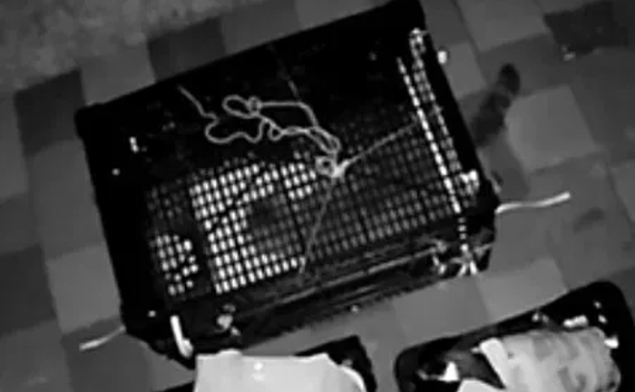 Гуманна Пастка-Автомат (Живоловка) для Кота, Кішки, Кошенят. Безпечне Виловлювання!