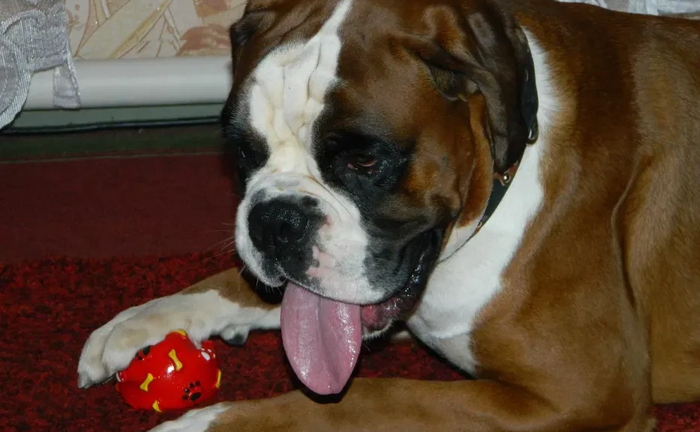 Передержка животных / Гостинница. Могу забрать ,привезти ваше животное на своем автомобиле .