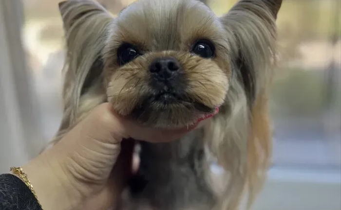 Послуги грумера на Вітрилі. Стрижка собак та котів.