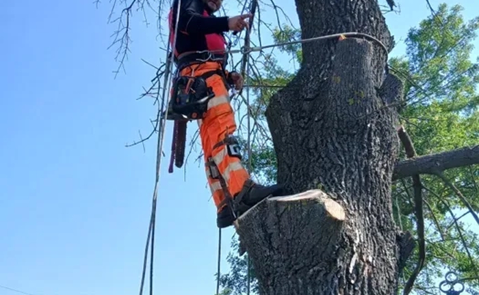 Зрізати дерево. Зрізання аварійних та важкодоступнихдерев. Арборист. Д Зрізати дерево. Зрізання аварійних та важкодоступнихдерев. Арборист. Д