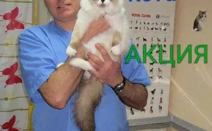 Акция!Стерелизация кошки кастрация кота Ветеринар на дом. Акция!Стерелизация кошки кастрация кота Ветеринар на дом.