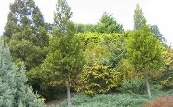 Посадка крупномірів сосна, ялина Посадка крупномірів сосна, ялина