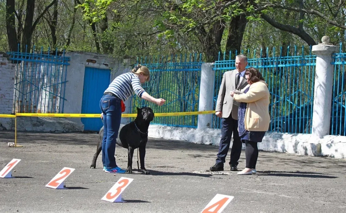 Послуги кінолога Послуги кінолога