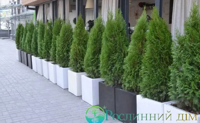 Туї та кімнатні рослини у горщиках — чудове оформлення локації