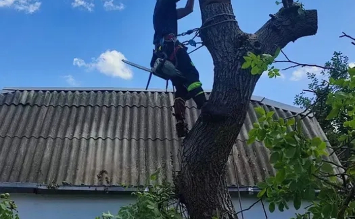 Видалення, обрізка, чистка дерев