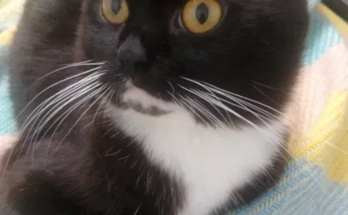 Добрий день. Я - Флеш. Бажаю познайомитись... В'язка котів. Добрий день. Я - Флеш. Бажаю познайомитись... В'язка котів.