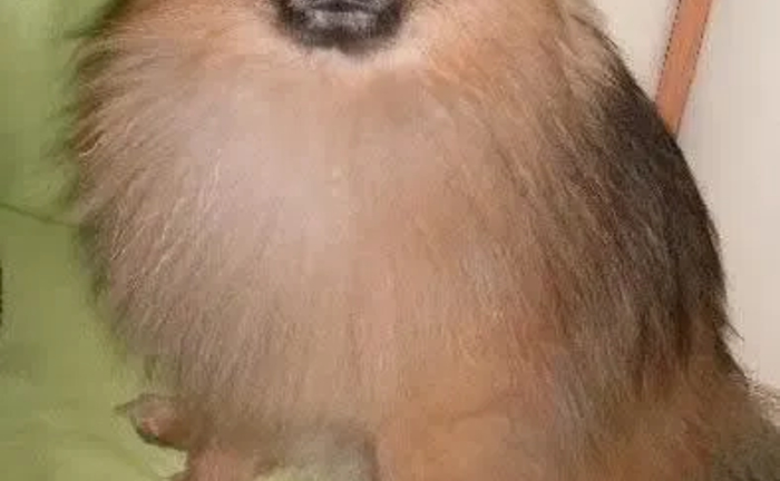 Красивый Померанский шпиц для вязки