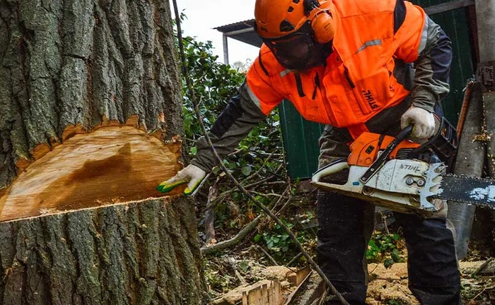 Спил дерев та подрібнення Спил дерев та подрібнення