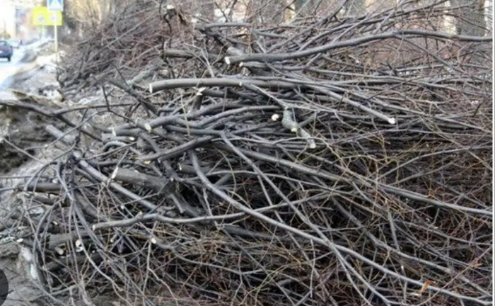 Надаємо послуги подрібнення гілля та дерев у щепу швидко та акуратно Надаємо послуги подрібнення гілля та дерев у щепу швидко та акуратно