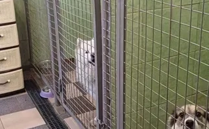 Готель для перетримки собак у Києві-готель для собак ПЕС, зооготель