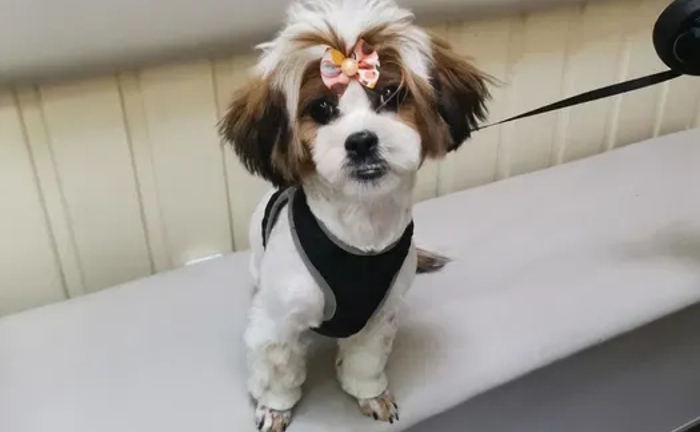 Салон Lovely Pets запрошує на грумінг