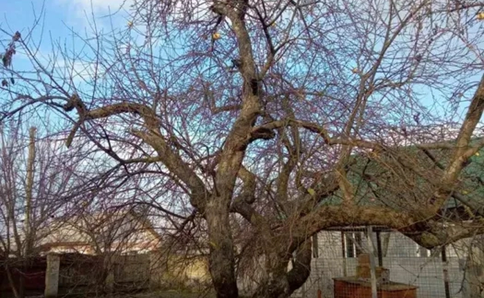 Обрізка плодових дерев, виноградних кущів, тощо