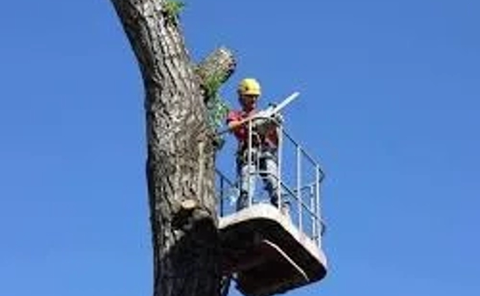 Спилювання дерев: безпечно та швидко Спилювання дерев: безпечно та швидко