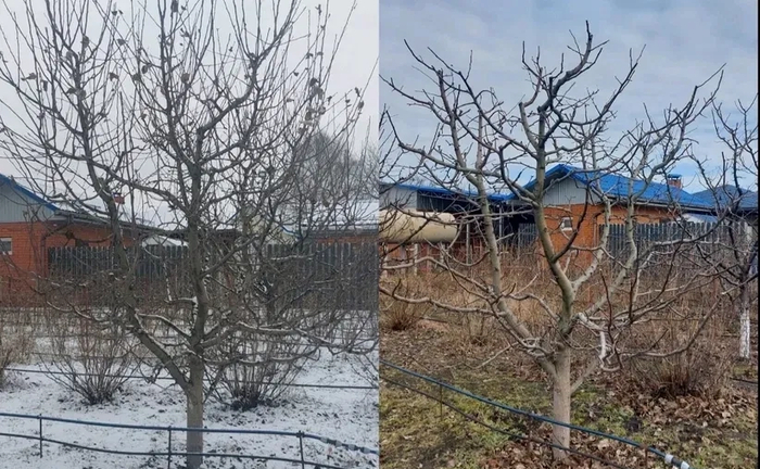 Професійне формування та санітарна обрізка плодових дерев і ягідних кущів для максимального врожаю на Вашій ділянці