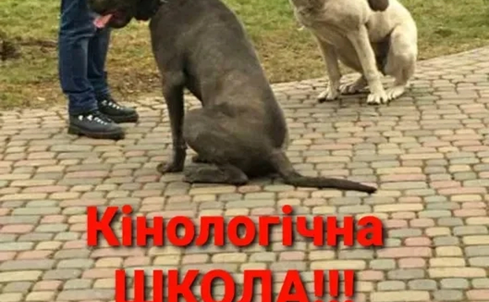 Дресирування Собак Дресирування Собак