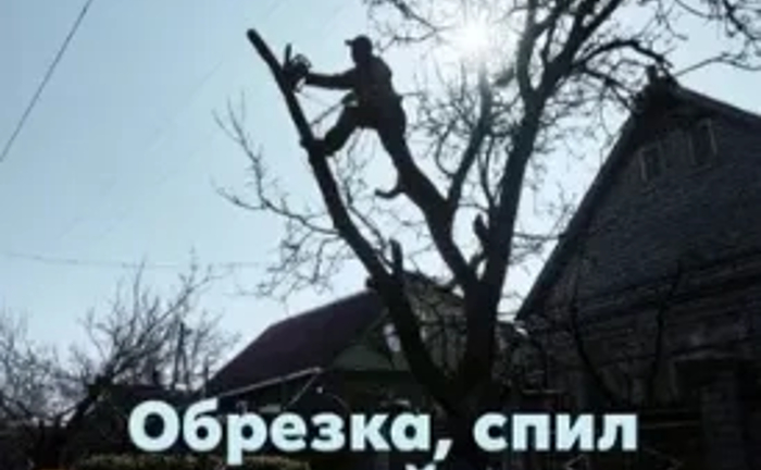 Виконуємо обрізку та спил високих аварійних дерев над проводами