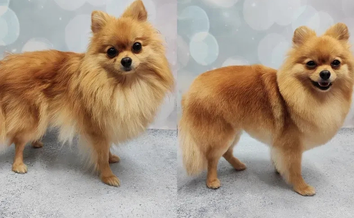 Працюю і без світла! Стрижки котів та собак