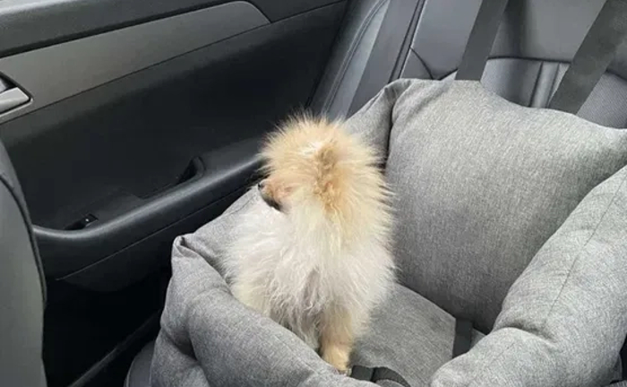 Доставка тварин, Перевезення тварин. Полтава. Переїзд. Трансфер - 20₴ кілометр