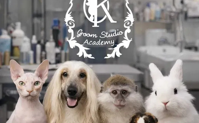 Грумінг декоративних тварин | професійний догляд