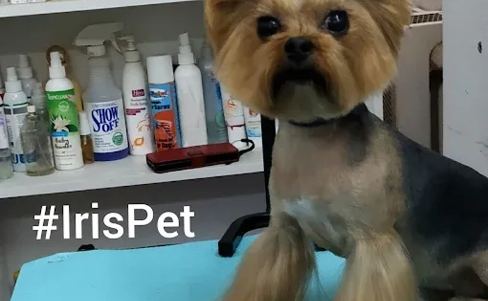 IrisPet , грумінг салон . Стрижка собак, котів. Харьків IrisPet , грумінг салон . Стрижка собак, котів. Харьків