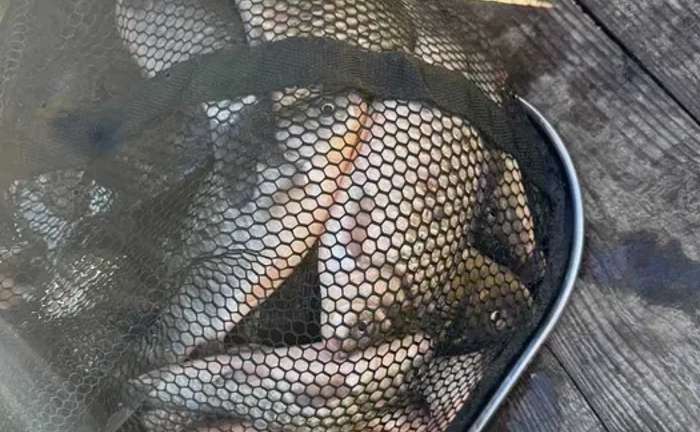 Три Гусака – База Відпочинку. Рибалка в Гореничах Беседка Домік.