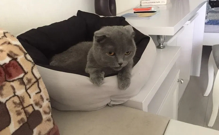 Перетримка домашніх тварин в Ірпені, доглянута квартира в Ірпені (ЖК "Версаль-парк") Перетримка домашніх тварин в Ірпені, доглянута квартира в Ірпені (ЖК "Версаль-парк")