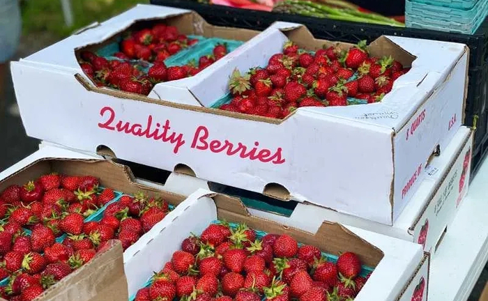 Коробки для Транспортування Овочів та Фруктів: Міцні та Якісні