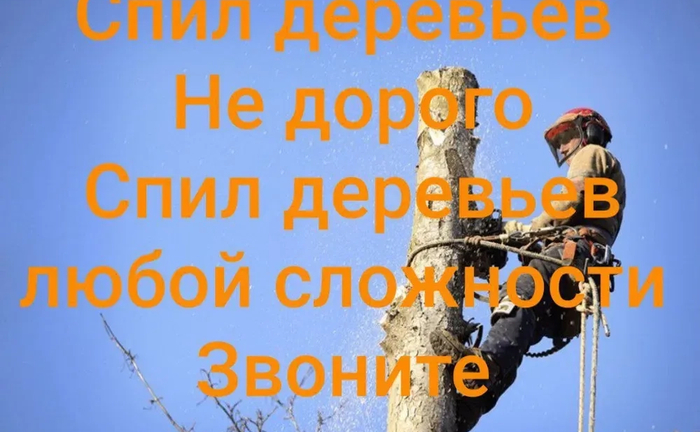 Спил дерев / спил дерева