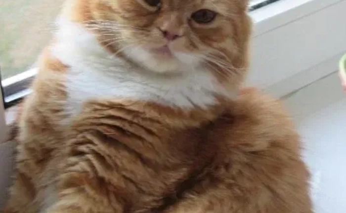 Тимофій бажає познайомитись... В'язка котів довгошерстий британець.