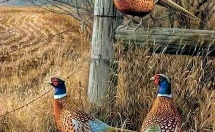 Картини з тваринами, олією на полотні