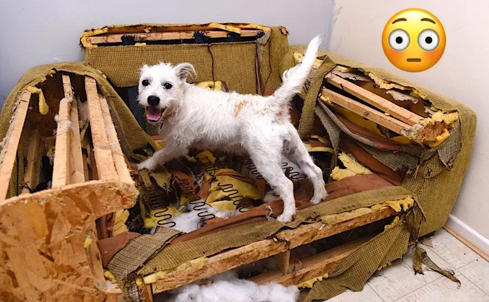 Ремонт та перетяжка м'яких меблів вдома. Viber фото. Працюю 24/7 Ремонт та перетяжка м'яких меблів вдома. Viber фото. Працюю 24/7