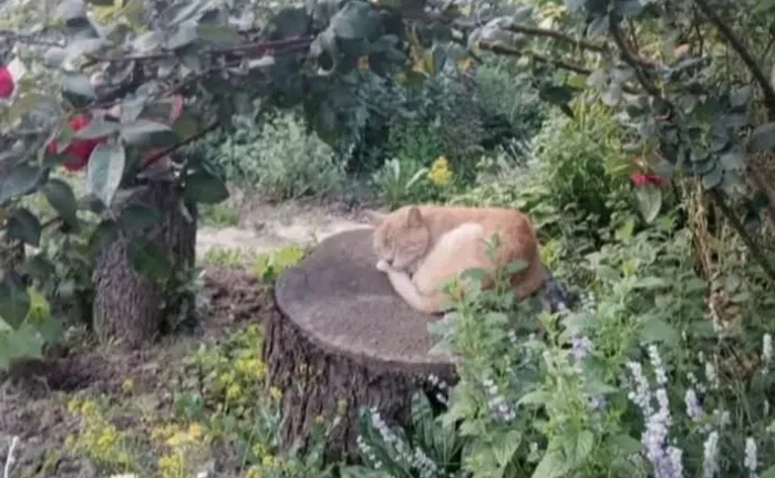 Перетримка тварин. Комфортний готель