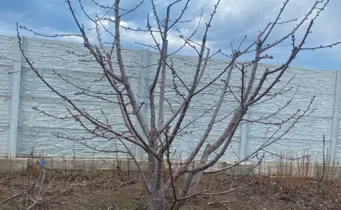 Обрезка плодовых деревьев , спил деревьев , выкорчёвка Обрезка плодовых деревьев , спил деревьев , выкорчёвка