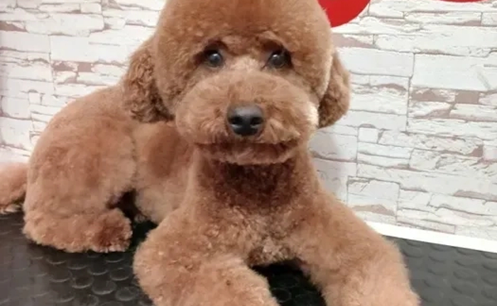 Професійний грумінг домашніх тварин