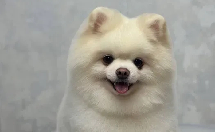 Грумінг і стрижка собак — якісно, акуратно та з любов’ю до вашого улюбленця